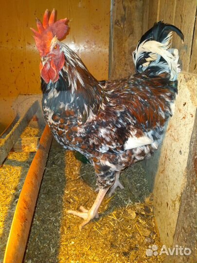 Ливенские ситцевые инкубационное яйцо