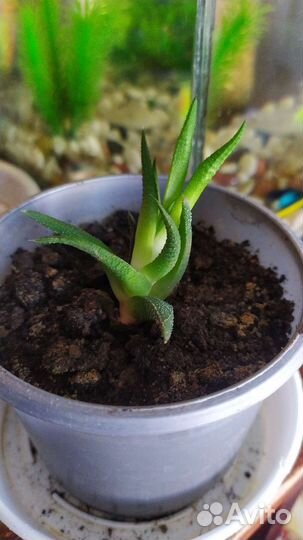 Комнатные цветы