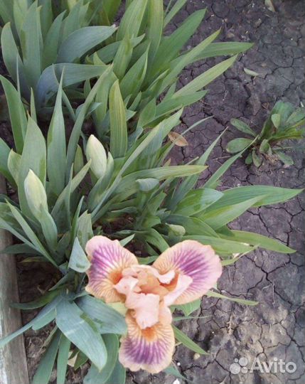 Многолетние растения