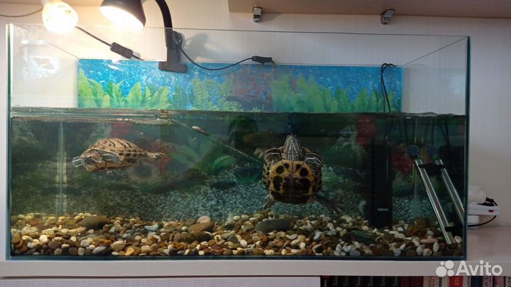 Аквариум с черепахами
