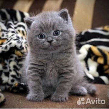 Британские котята