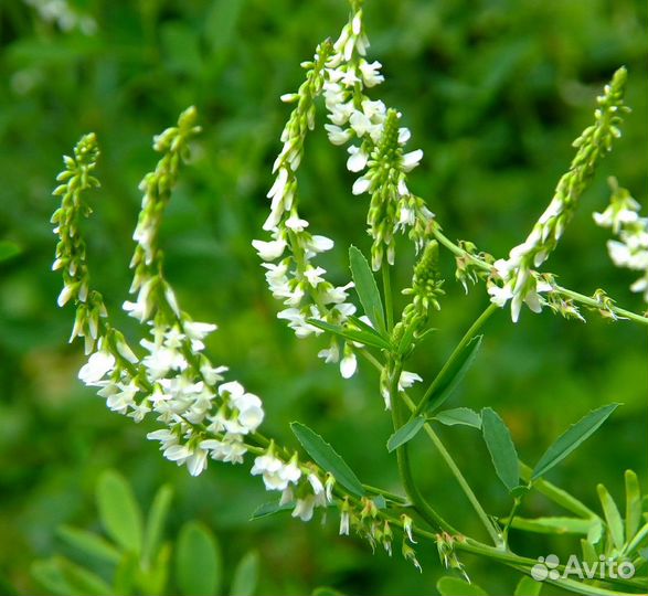 Семена Донника Белого опт
