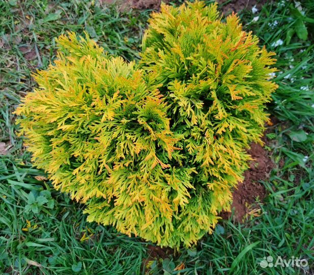 Туя Голден Брабант