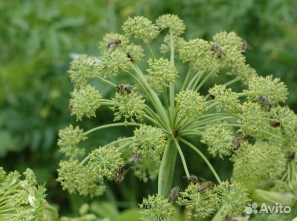 Мёд 24 года из Алтая оптом