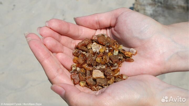 Янтарный берег - автобусная экскурсия