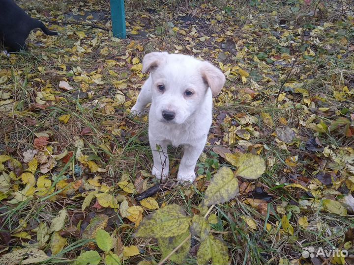 Щенки бесплатно