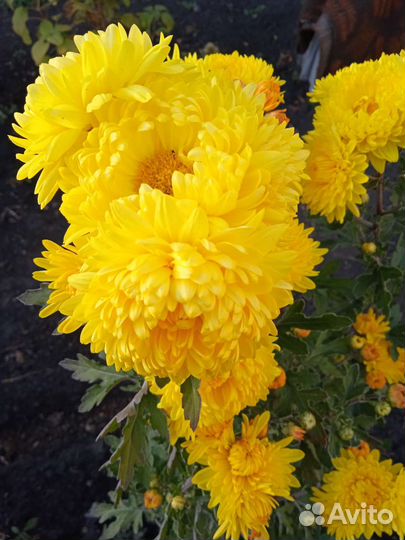 Хризантема шаровидная