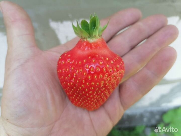 Рассада клубники