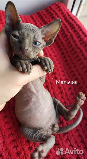 Канадский сфинкс котята