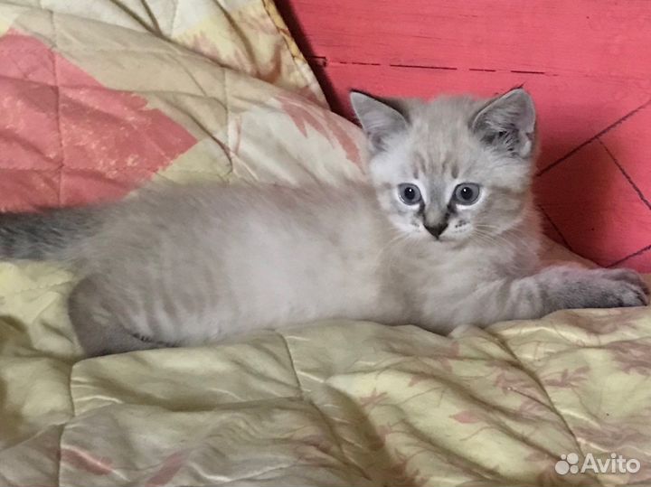 Тайские котята
