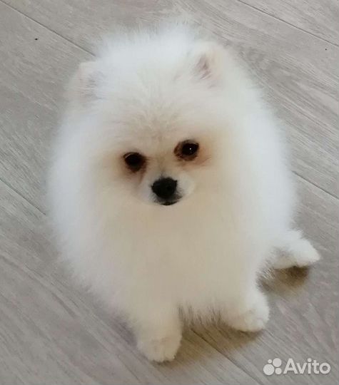 Жених померанец Чемпион РФ