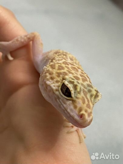 Эублефар. Самка, раптор