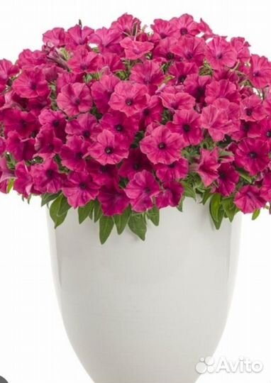 Черенки вегетативной петунии, калибрахоа, вербена