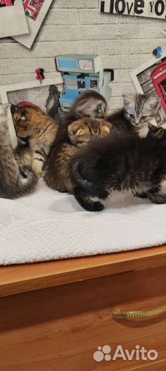 Шотландские вислоухие котята