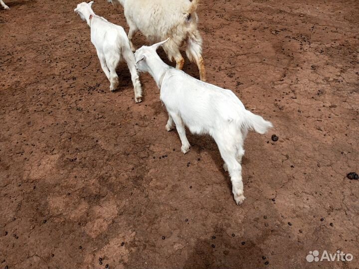 Продаю козлят 2х месячных