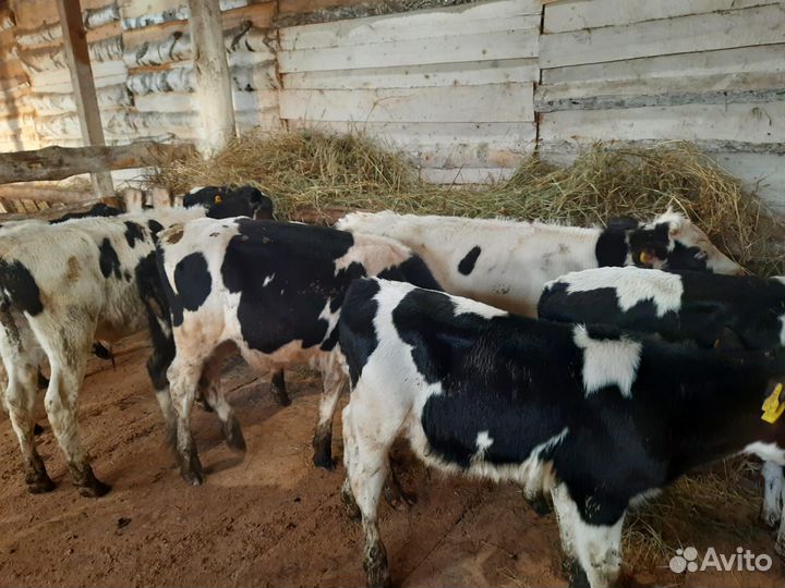 Телята бычки холмогоры
