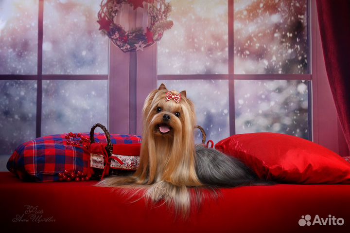 Вязка с достойным стандартным йорком