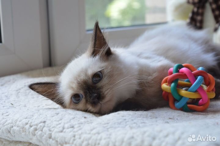 Малышка Хильда