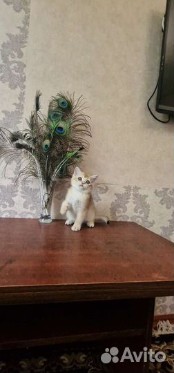 Золотая шиншилла