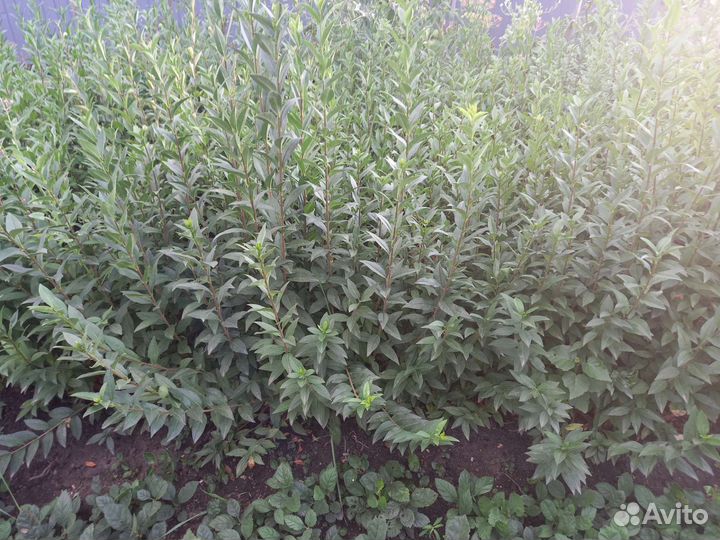 Бирючина обыкновенная