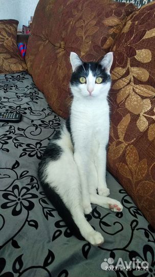 Отдам котика в добрые руки
