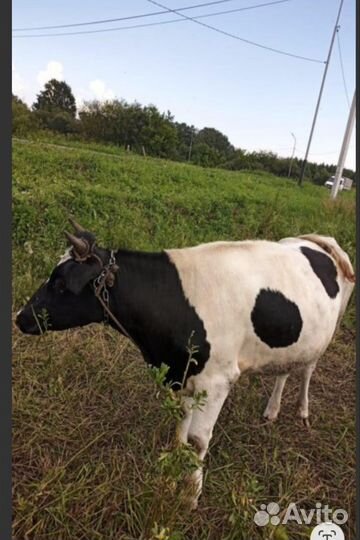 Корова нетель