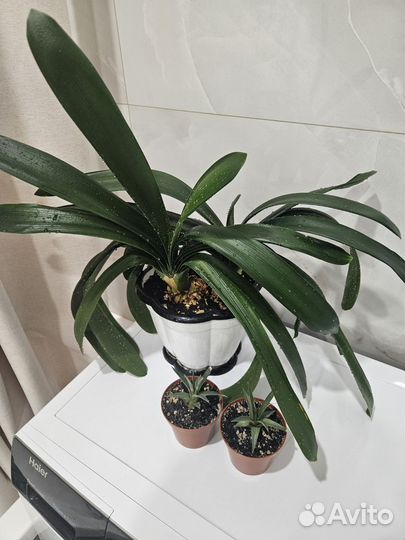 Комнатные цветы бесплатно