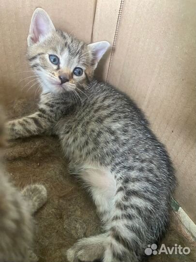 Кошка в дар