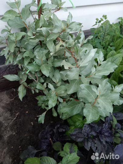 Лох серебристый