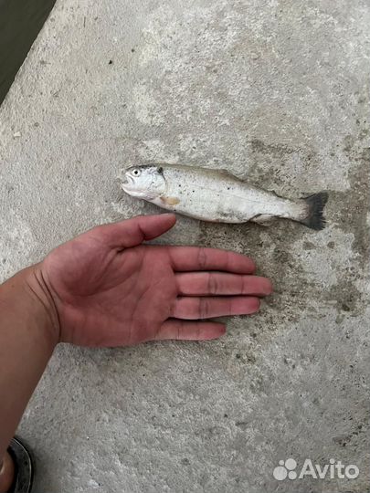 Малек форели