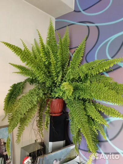 Папоротник