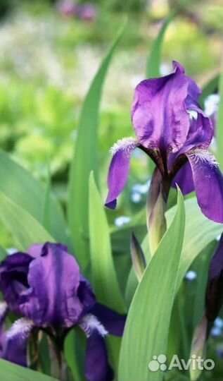 Ирисы Бородатые 7 сортов, лилейник, лаванда