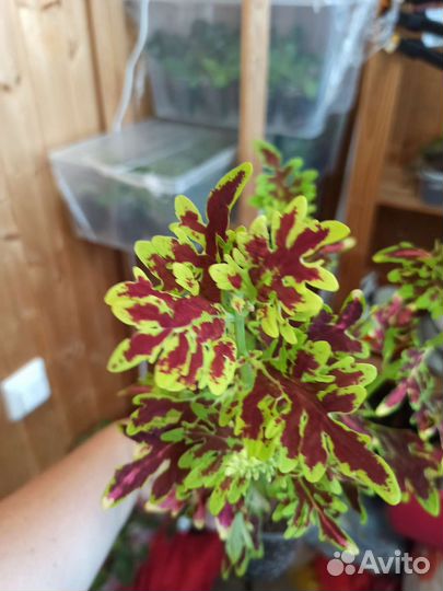 Колеусы вегетативные набор