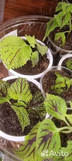 Колеус Колеозаурус (Coleus Coleosaurus)