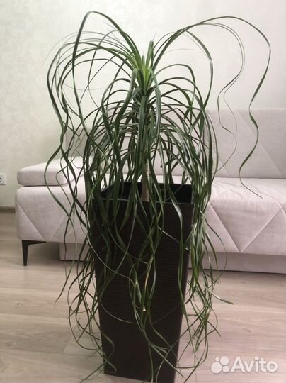 Нолина beaucarnea