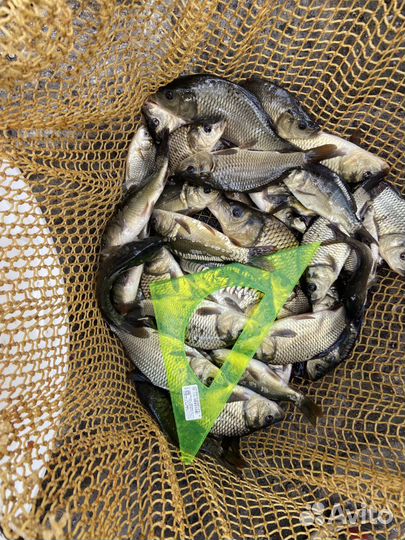 Малек карпа