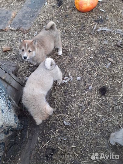 Западно сибирская лайка
