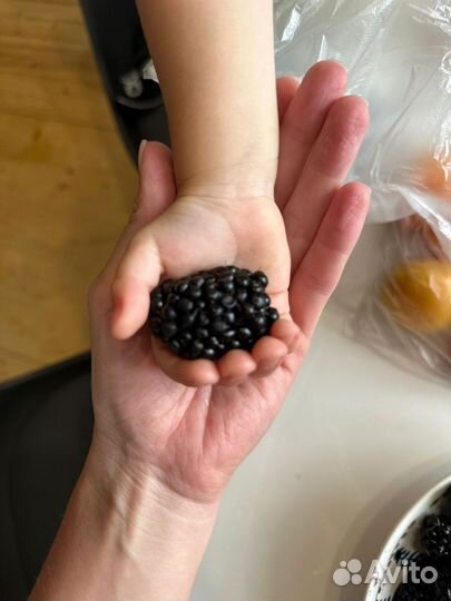 Продам саженцы ежевики