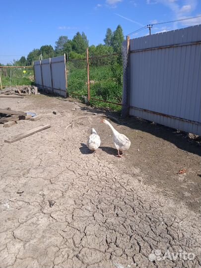 Продам Гусей