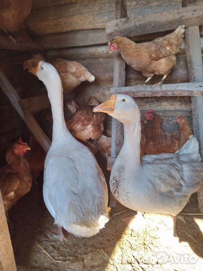 Гусь и гусыня