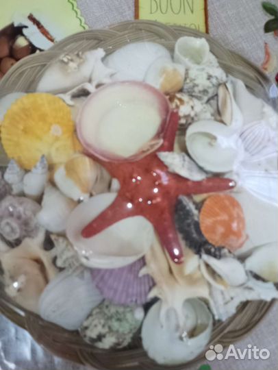 Ракушки набор