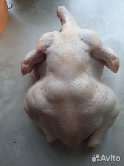 Домашние куры бройлеры мясо