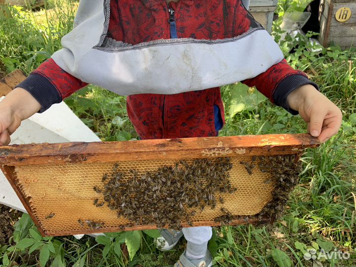 Мед цветочный разнотравье оптом и в розницу