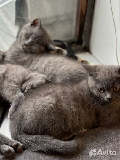 Шотландские котята