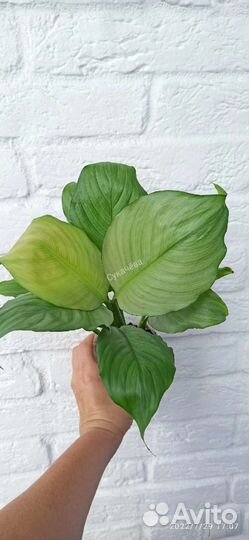 Спатифиллум спилт милк