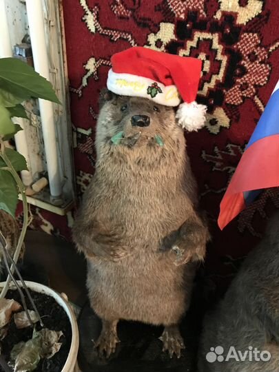 Выдра обыкновенная