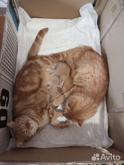 Шотландские котята