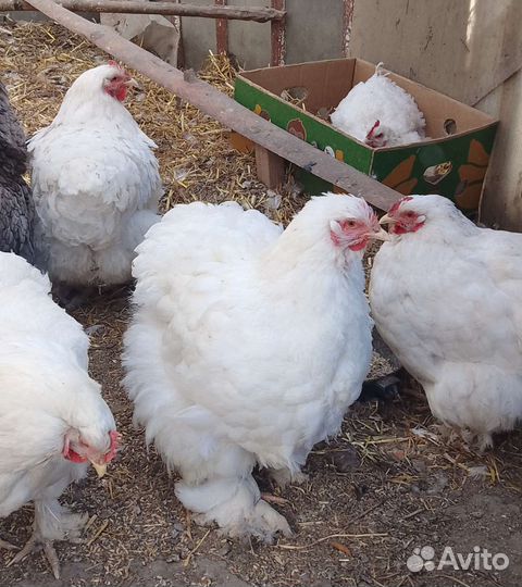 Инкубационное яйцо брама, кохинхин, цыплята