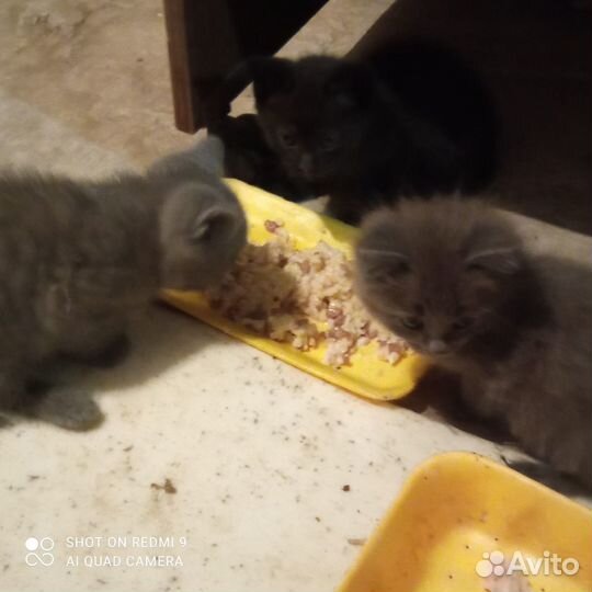 Котята ищут дом