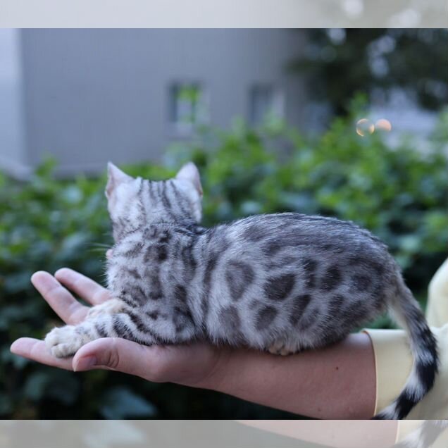 Бенгальский котёнок